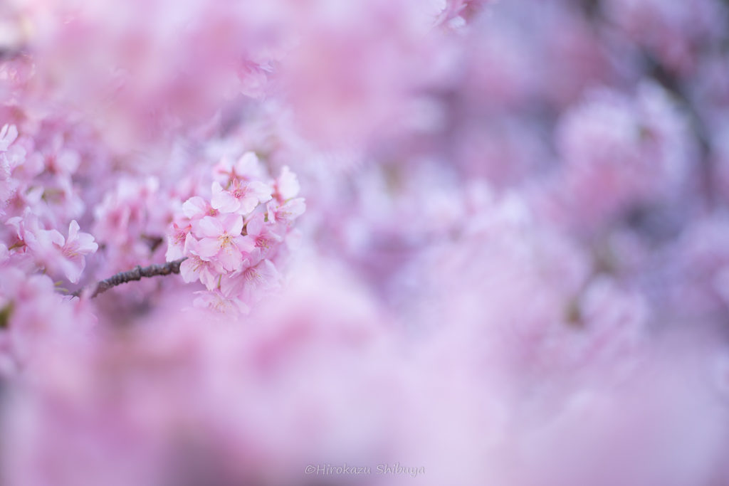 kawazu-sakura