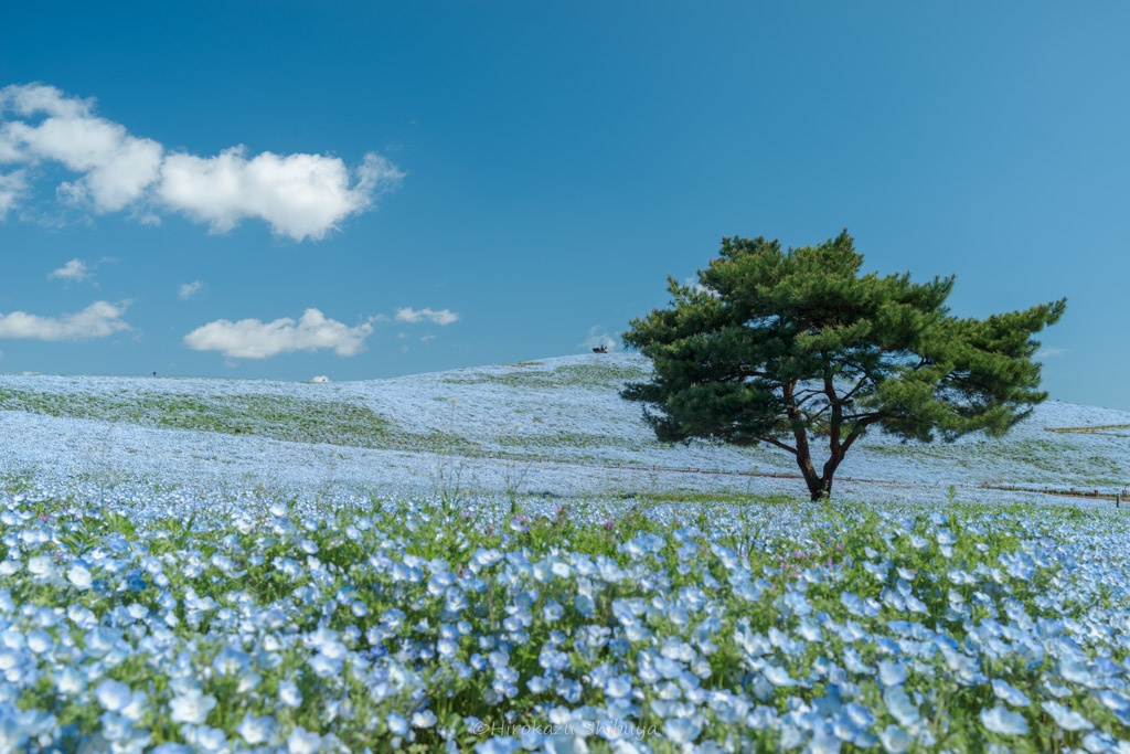 ネモフィラ写真作例③ 風景としてのネモフィラ