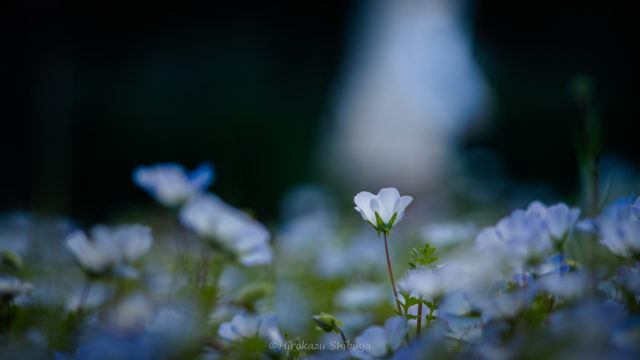 初心者でもプロ並みの写真に 超絶ドラマチックな花の撮り方 カメなれっ