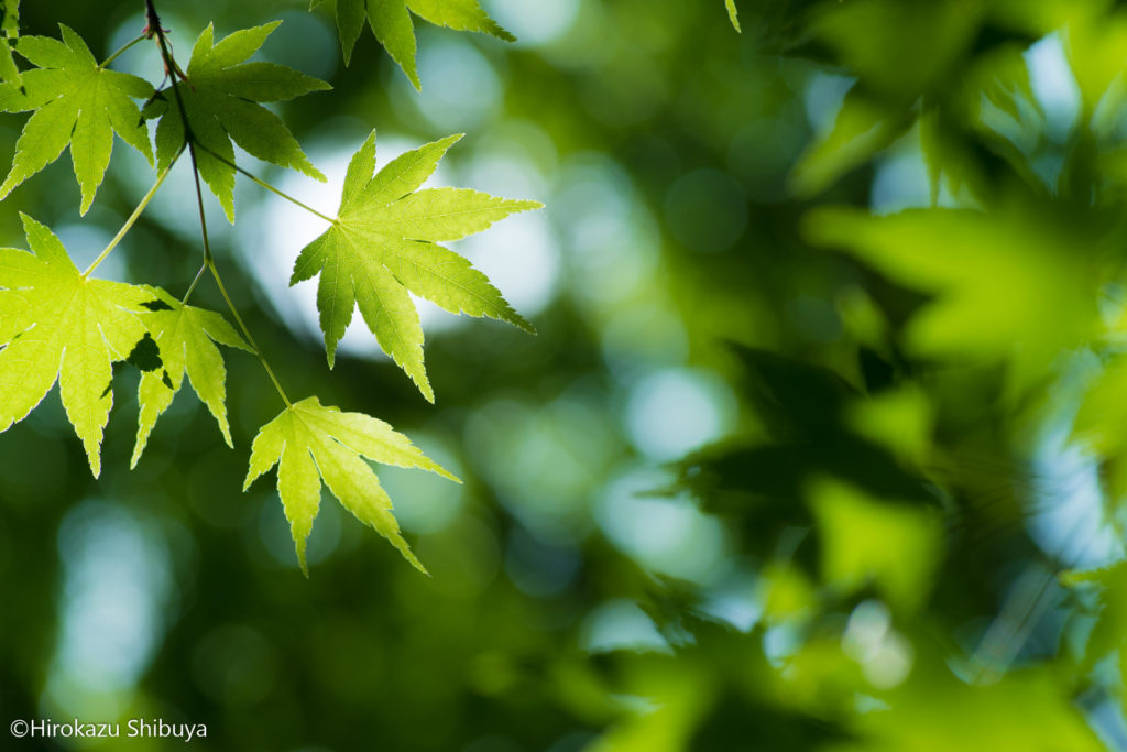 PENTAX K-1 + smc PENTAX-D FA MACRO 100mmF2.8 WRの作例①