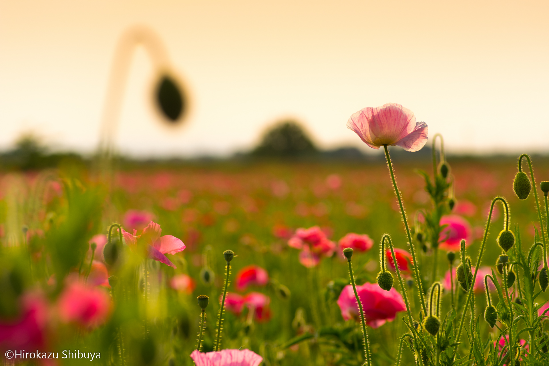 PENTAX K-1 + smc PENTAX-D FA MACRO 100mmF2.8 WRの作例②