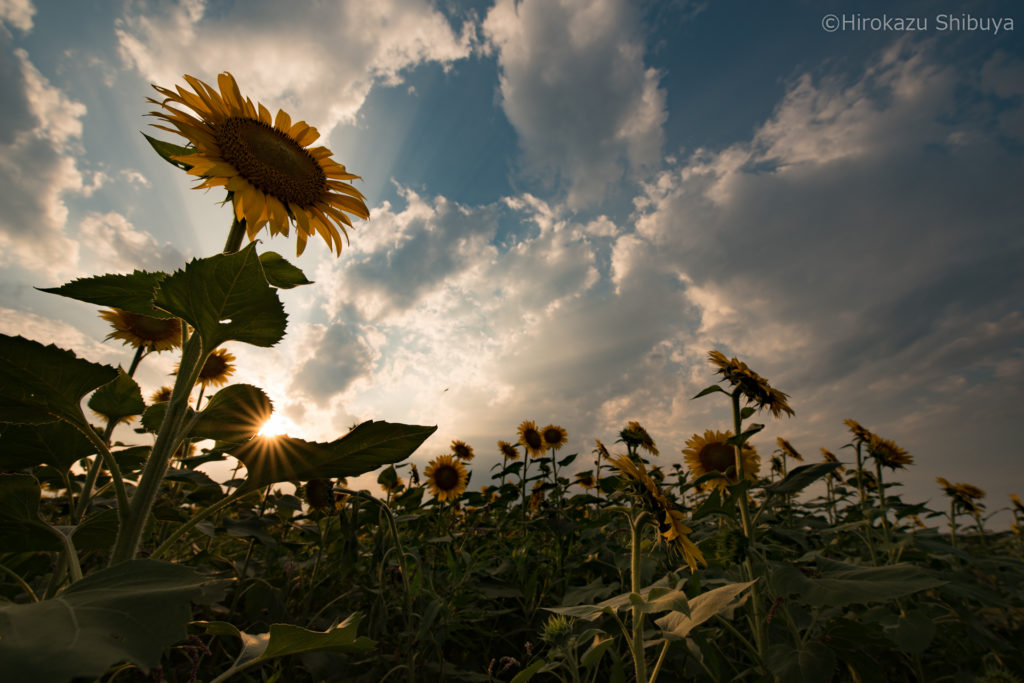 PENTAX K-1 + HD PENTAX-D FA 15-30mmF2.8ED SDM WRの作例④