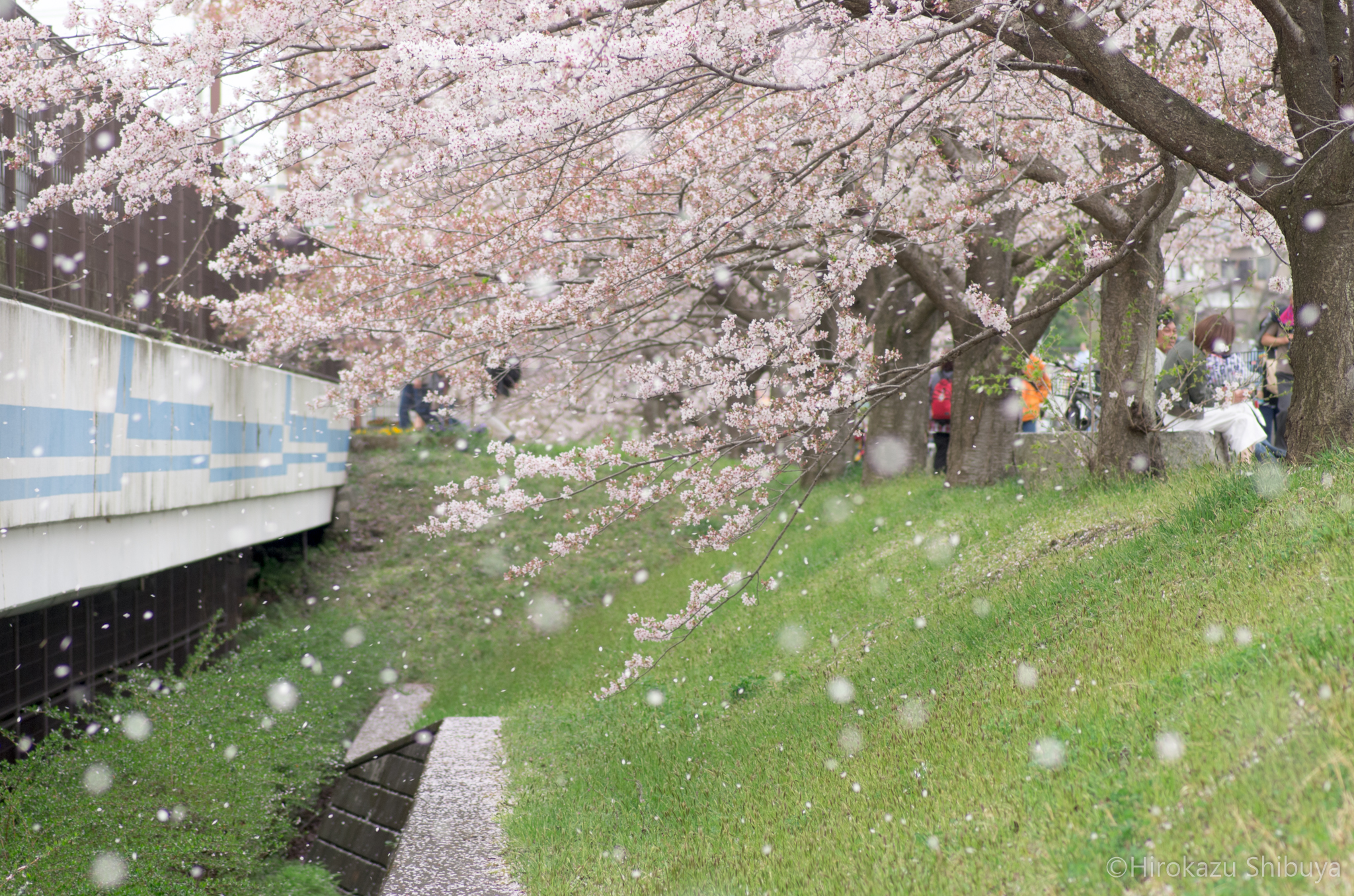 散りゆく姿も美しい 桜吹雪の撮り方をまとめてみました カメなれっ