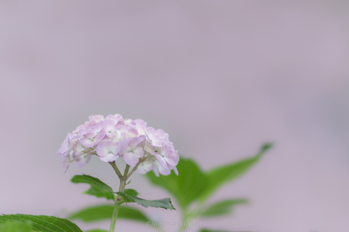 夏 6月 7月 8月 の写真撮影におすすめな7つの被写体 カメなれっ