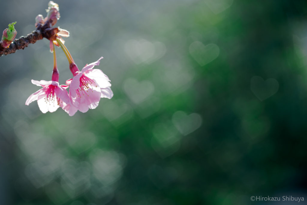 冬(12月、1月、2月)の写真撮影におすすめ被写体～河津桜～