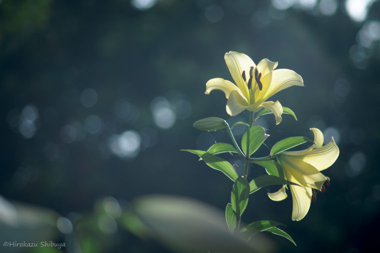 PENTAX K-1 + smc PENTAX-M 135mm F3.5で撮影した例