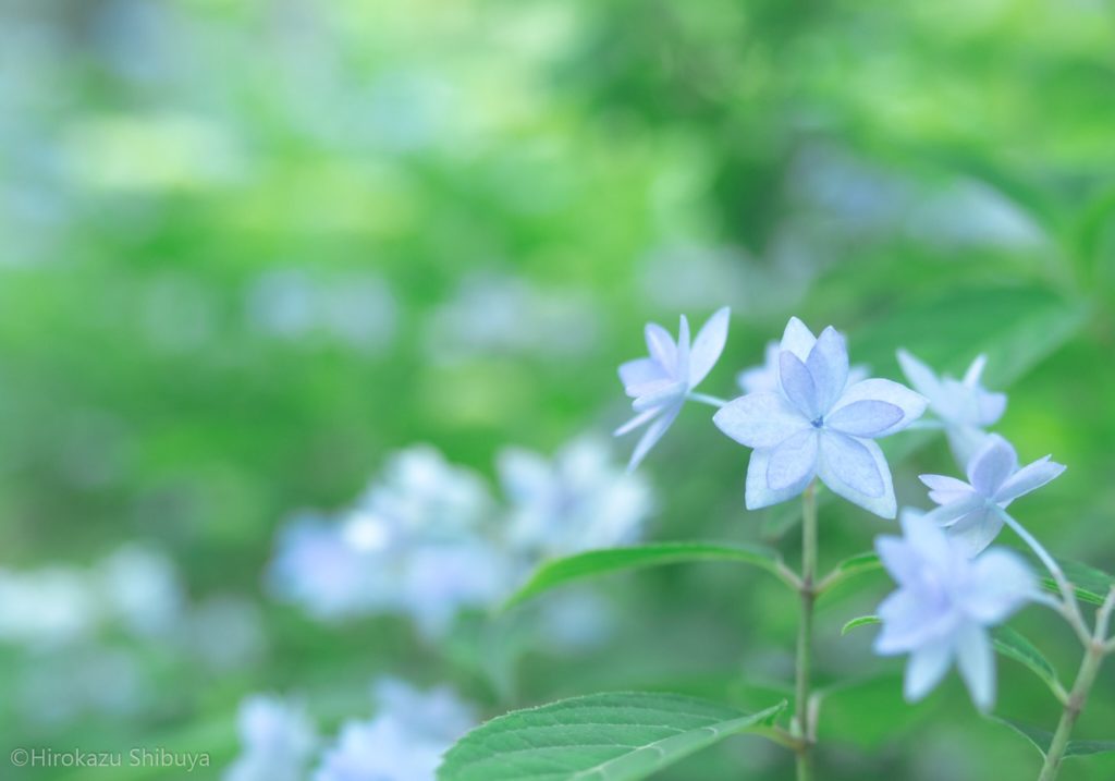 星形の花を付けるあじさい…通称「ホシアジサイ」(撮影地：三千院 - 京都府京都市)