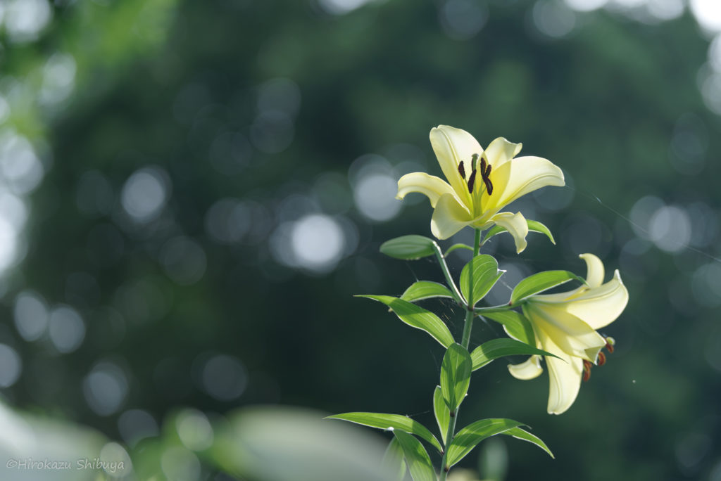 HD PENTAX-D FA★70-200mmF2.8ED DC AWによる作例③(カメラ:PENTAX K-1)