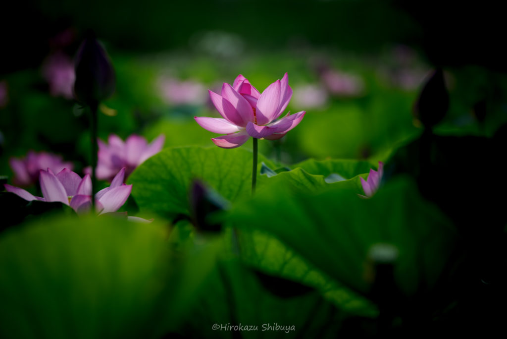 HD PENTAX-D FA★70-200mmF2.8ED DC AWによる作例④(カメラ:PENTAX K-1)